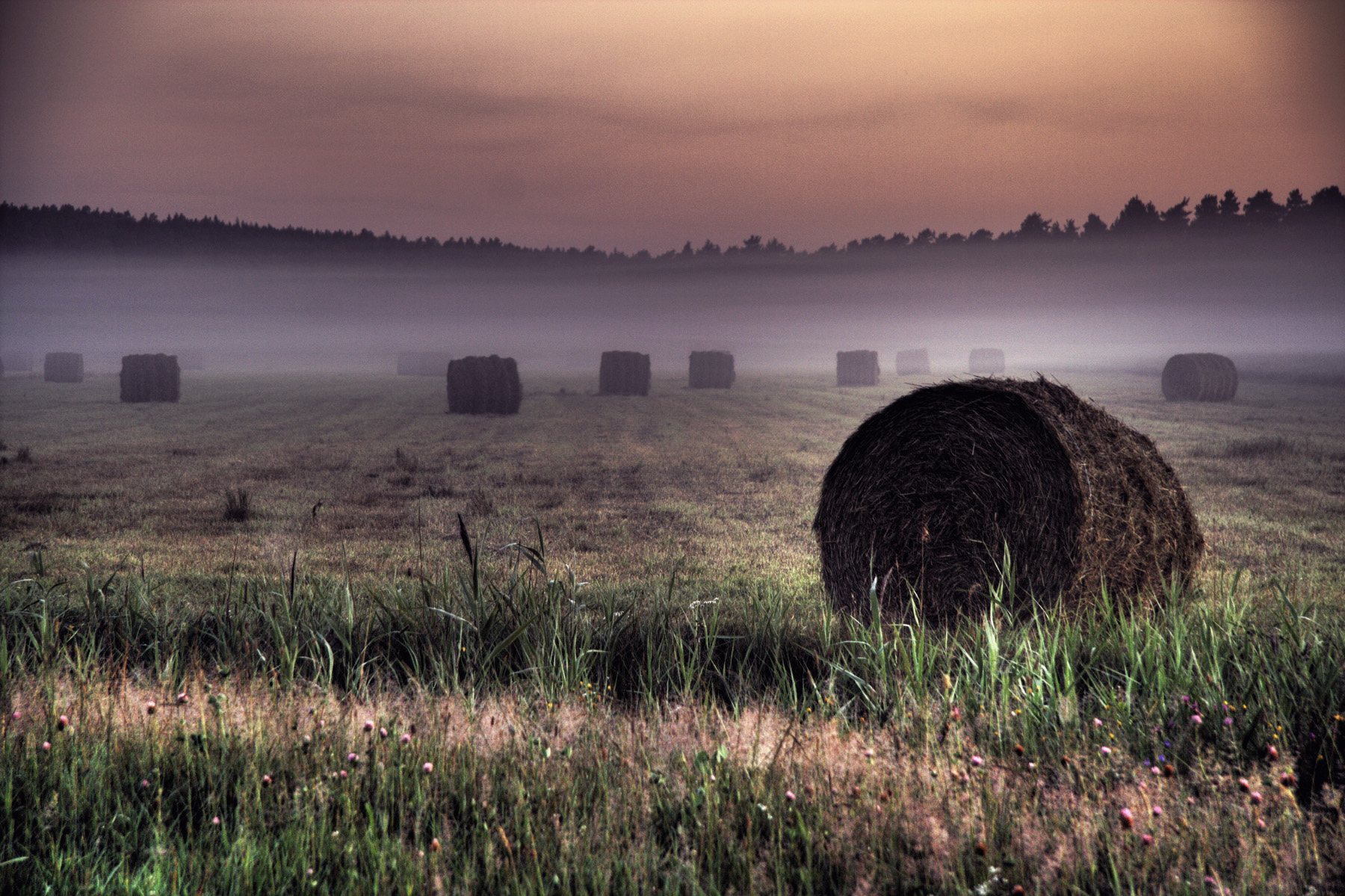 Field